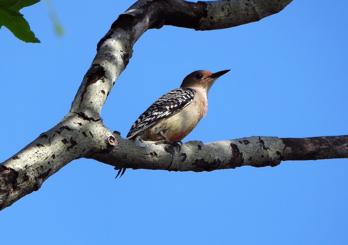 Red-bellied Woodpecker - Michael Oliver