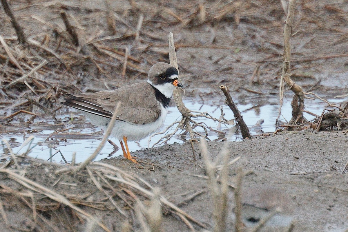 Semipalmated Plover - ML618963990
