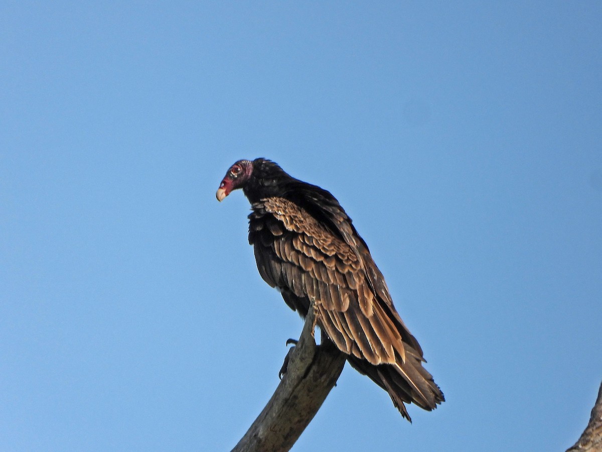 Turkey Vulture - ML618964004