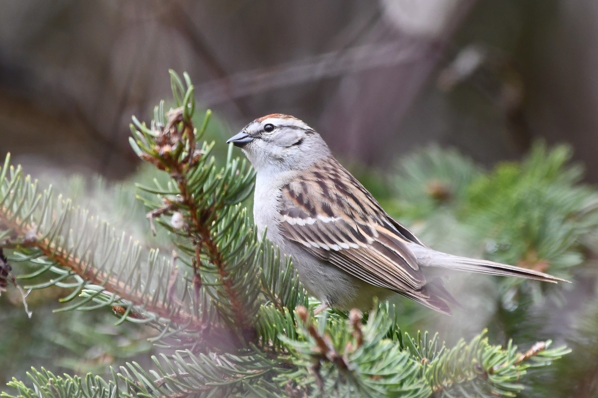Chipping Sparrow - ML618964062