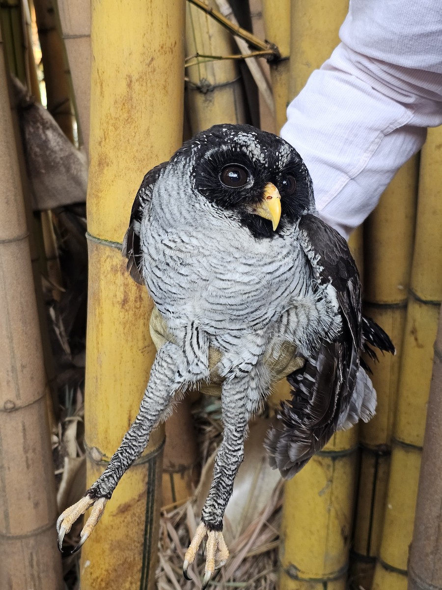 Black-and-white Owl - Medio Ambiente Envigado