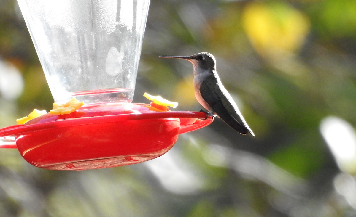 Black-chinned Hummingbird - ML618964087