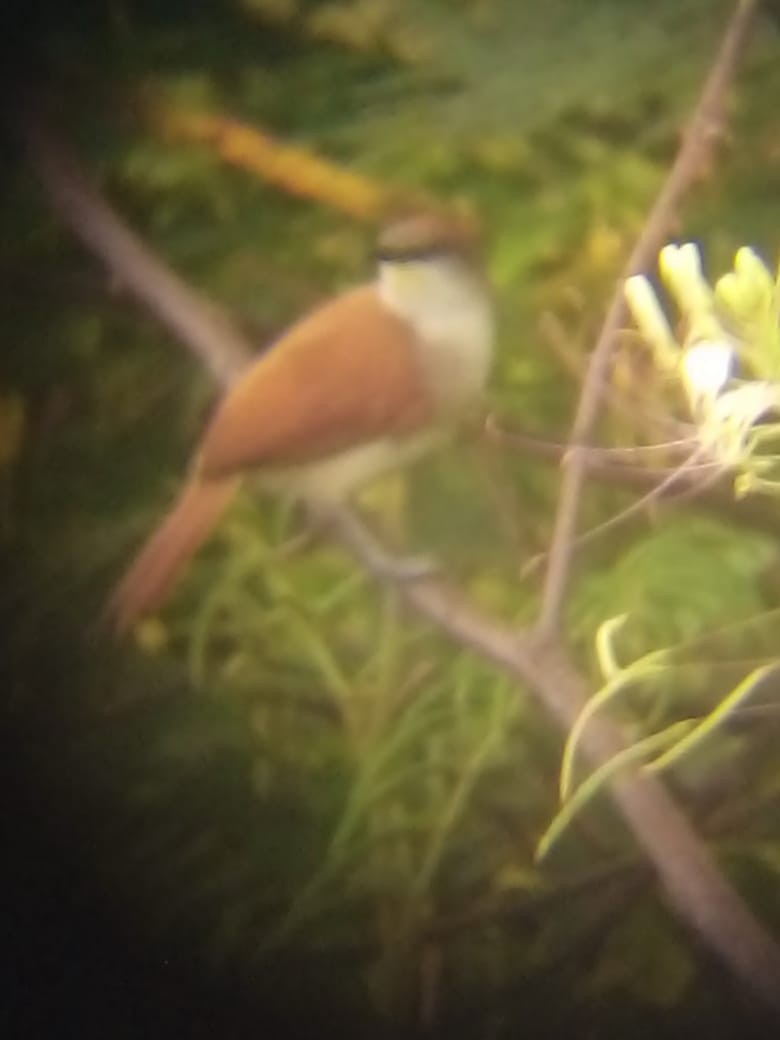 Yellow-chinned Spinetail - Madre Monte
