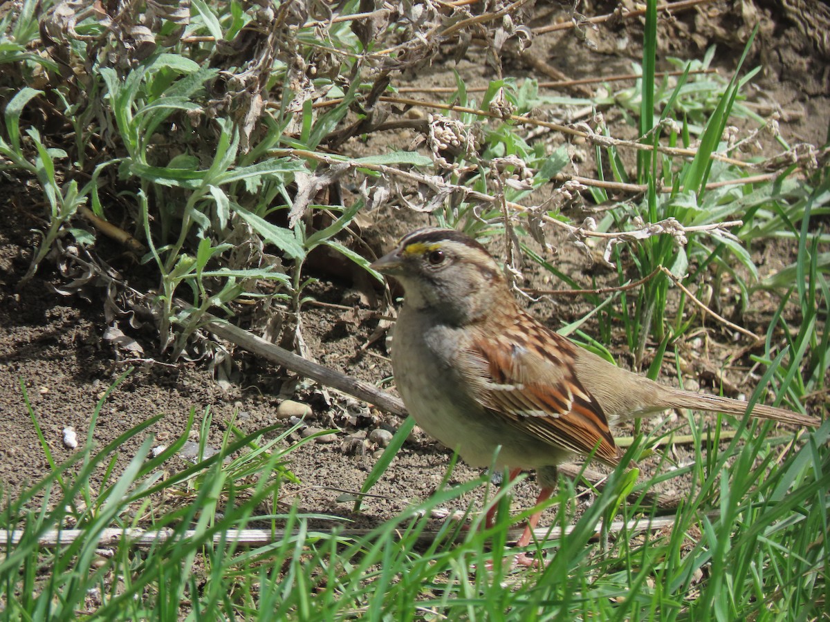 White-throated Sparrow - Laurie Koepke