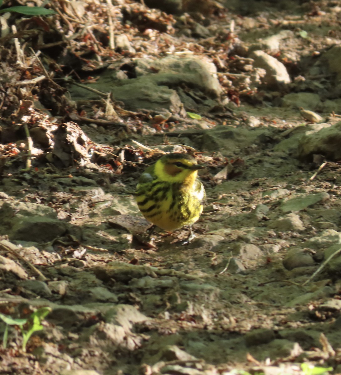 Cape May Warbler - ML618964182