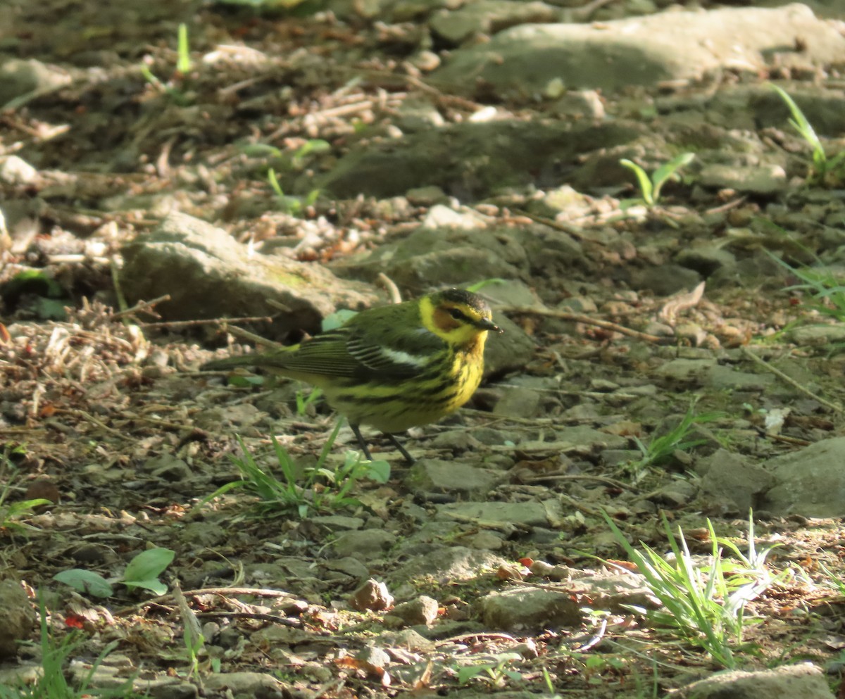 Cape May Warbler - ML618964183