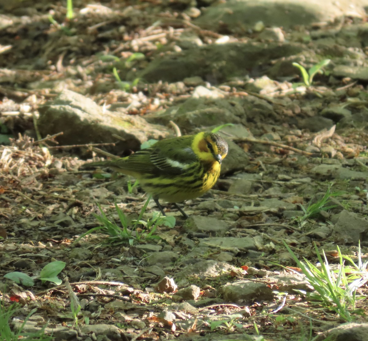 Cape May Warbler - ML618964184