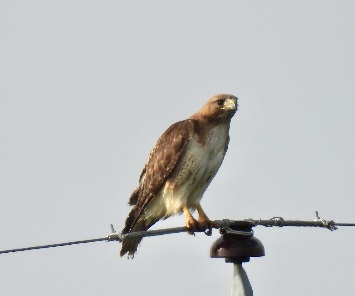 Red-tailed Hawk - ML618964224