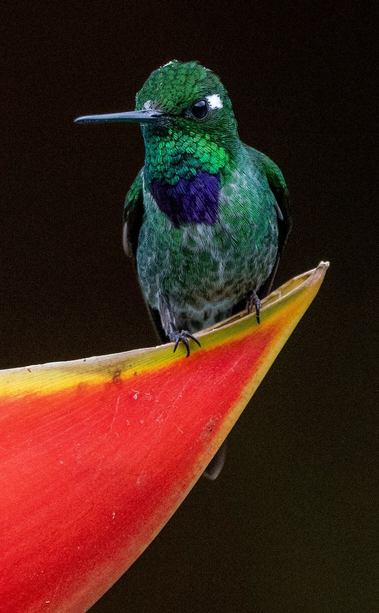 kolibřík skvrnoocasý - ML618964238