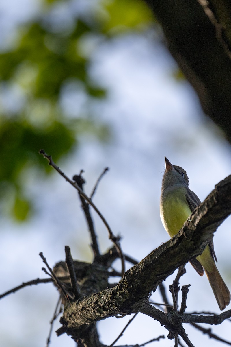 Great Crested Flycatcher - ML618964280
