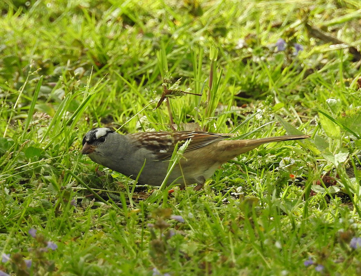 White-crowned Sparrow - JoAnne Russo