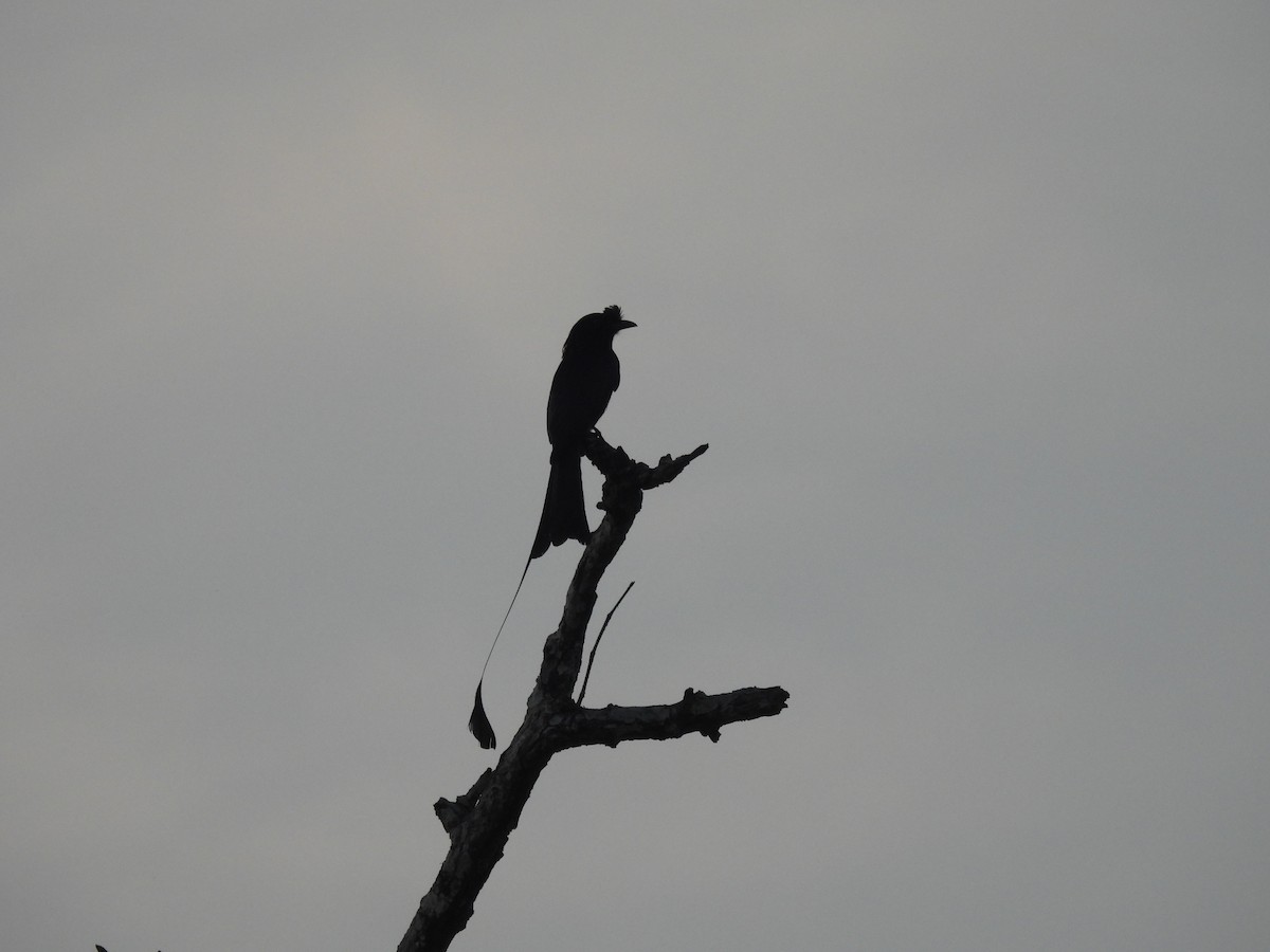 Greater Racket-tailed Drongo - ML618964305
