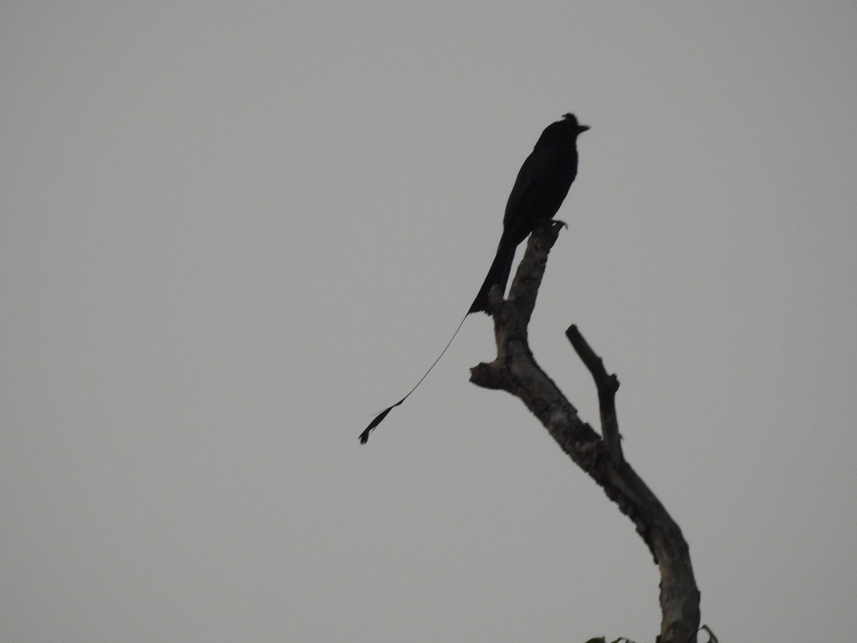 Greater Racket-tailed Drongo - ML618964308