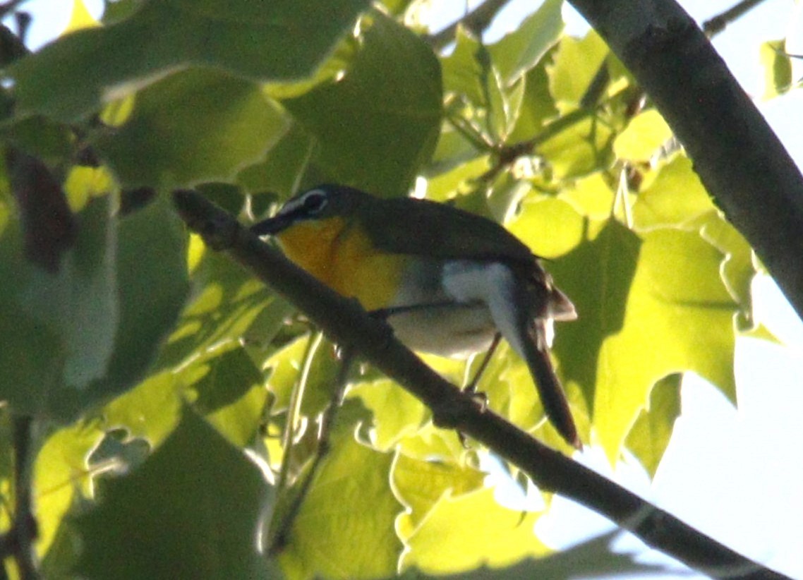 Yellow-breasted Chat - ML618964323