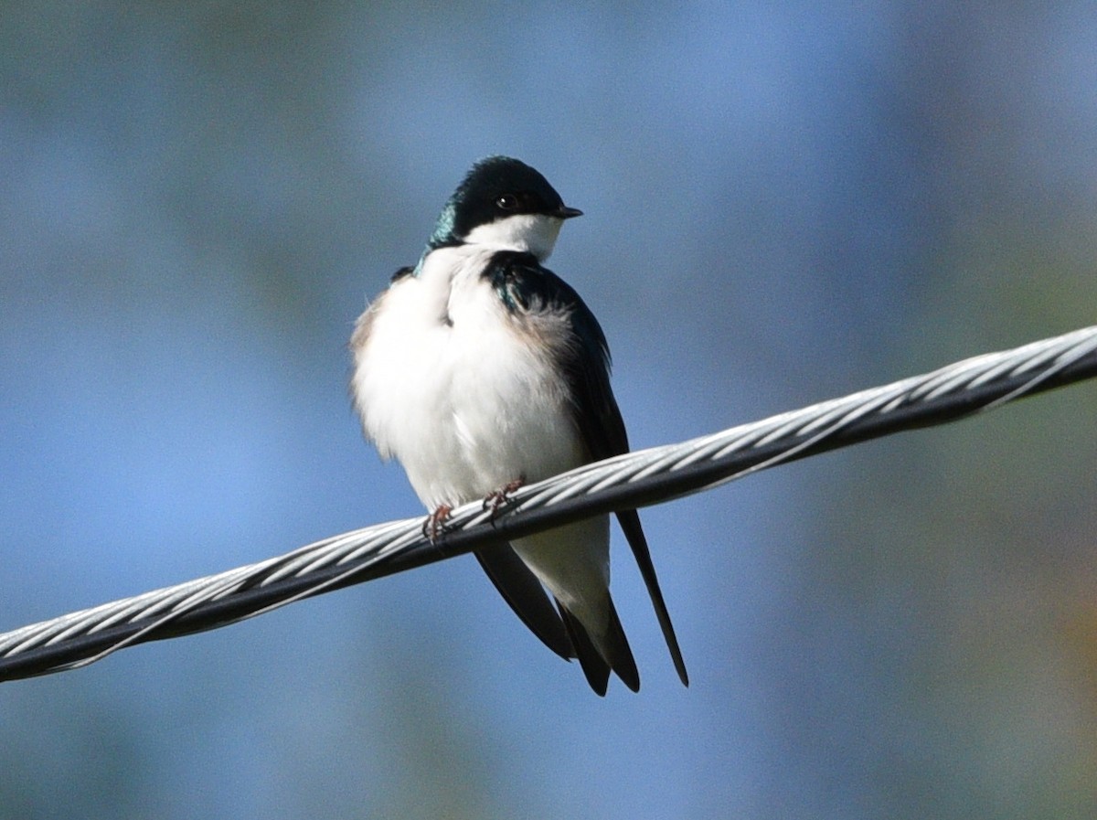 Tree Swallow - Wendy Hill