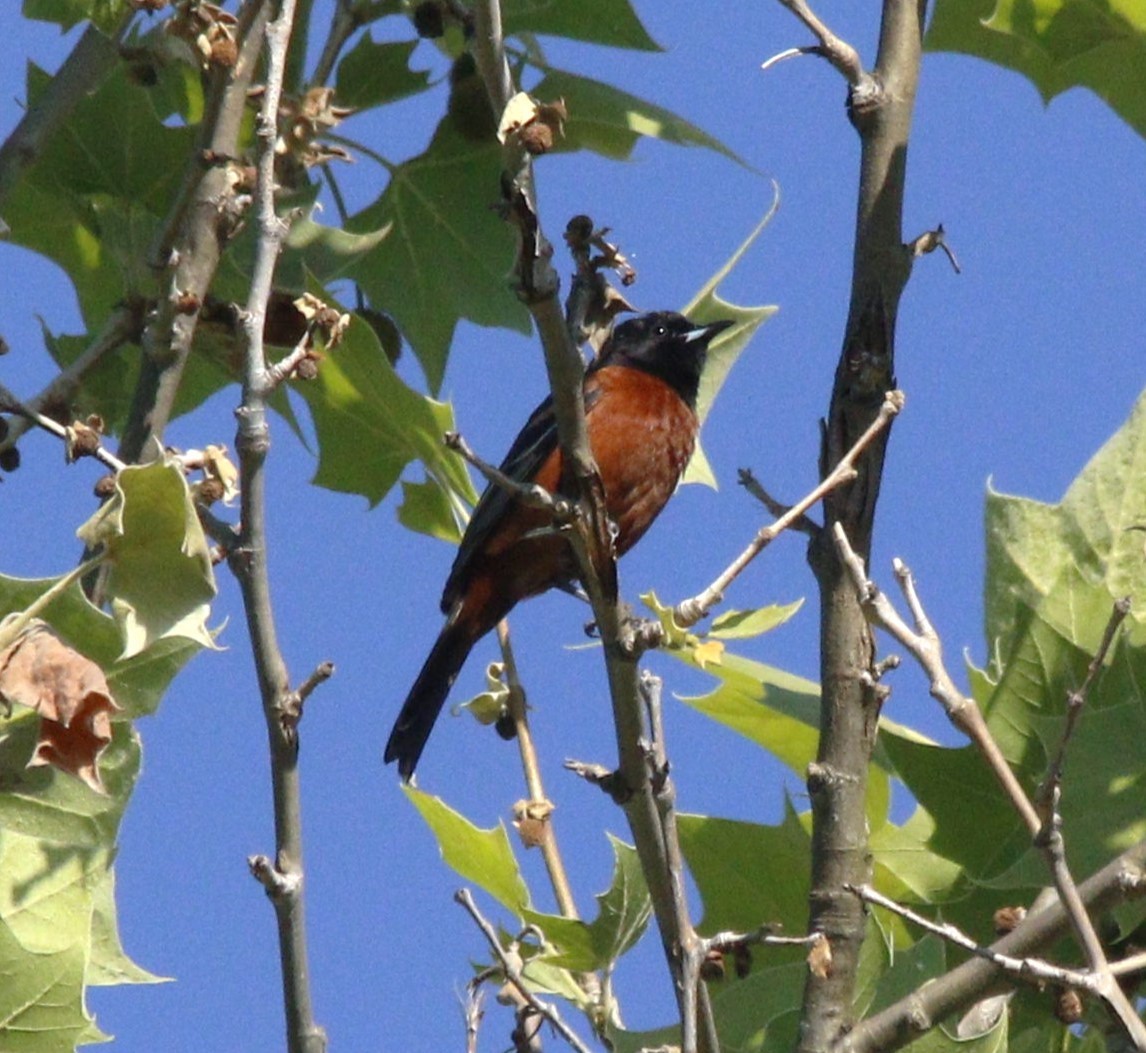 Orchard Oriole - ML618964332