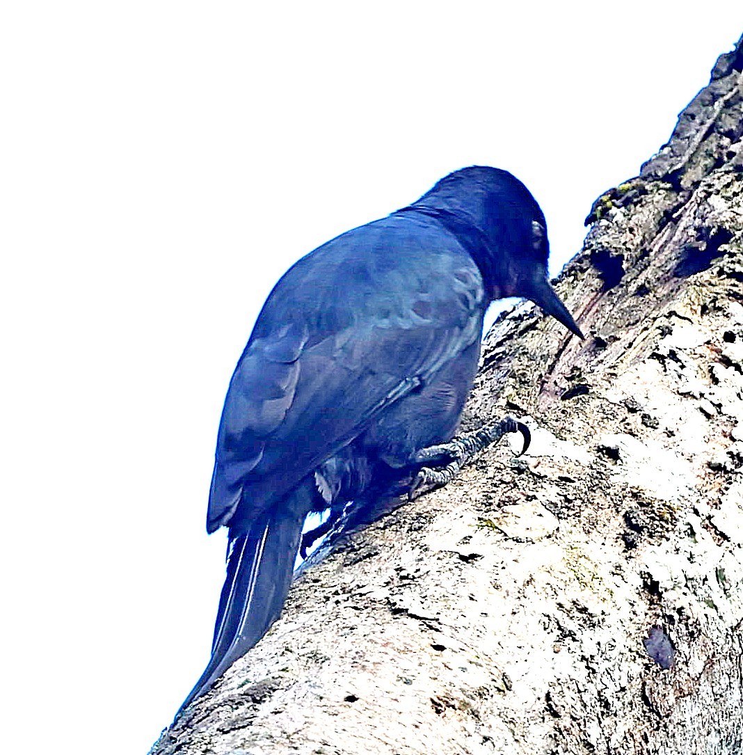Guadeloupe Woodpecker - ML618964366