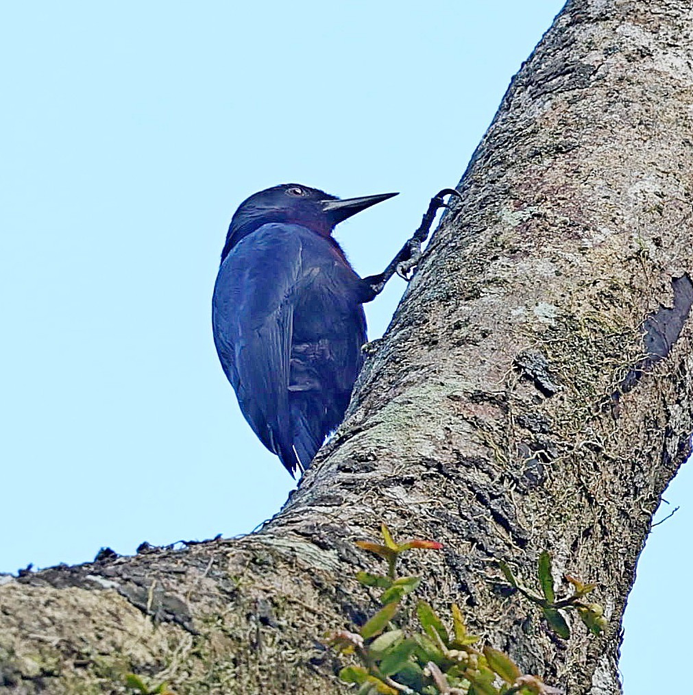 Guadeloupe Woodpecker - ML618964367