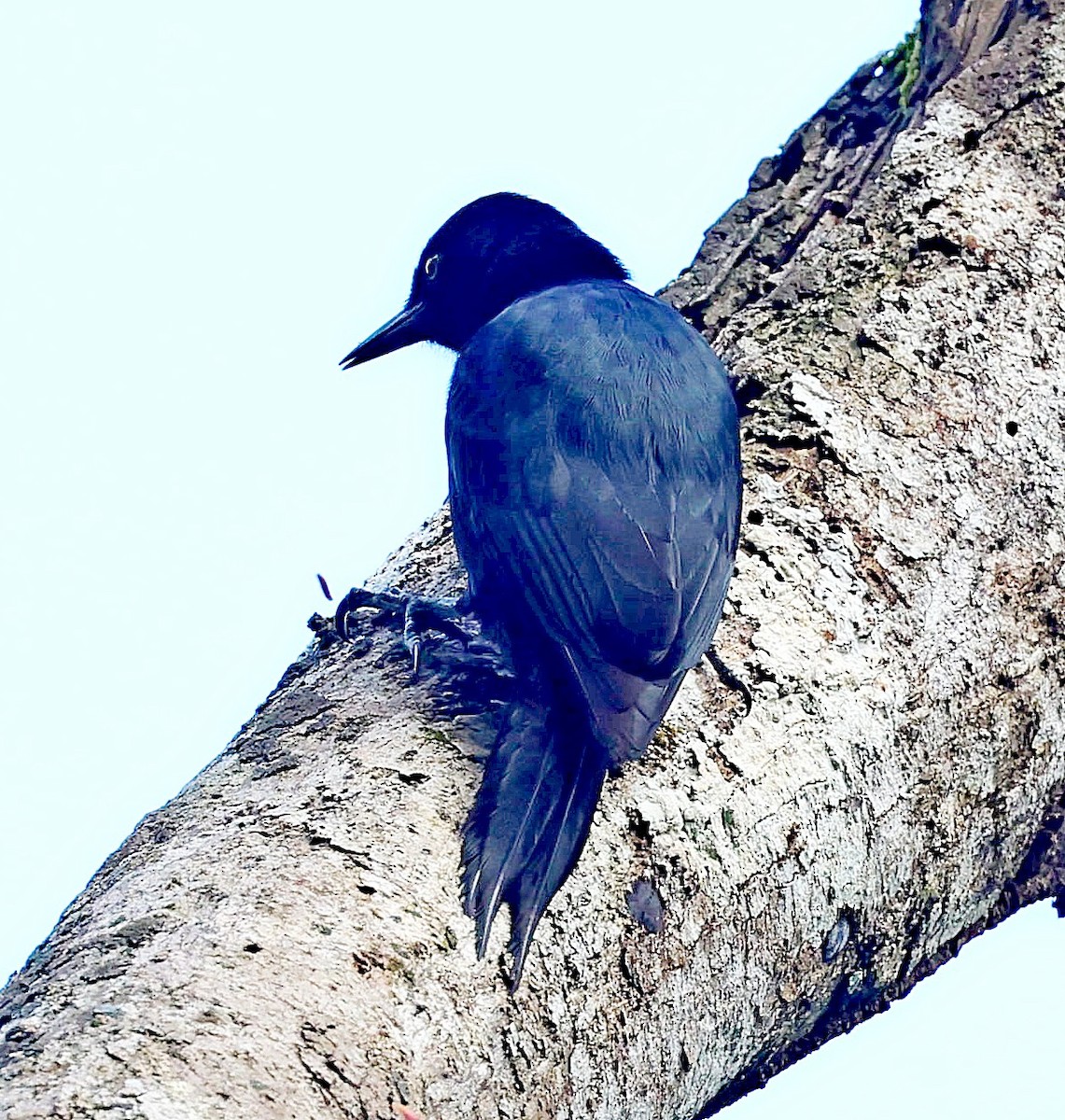 Guadeloupe Woodpecker - ML618964369