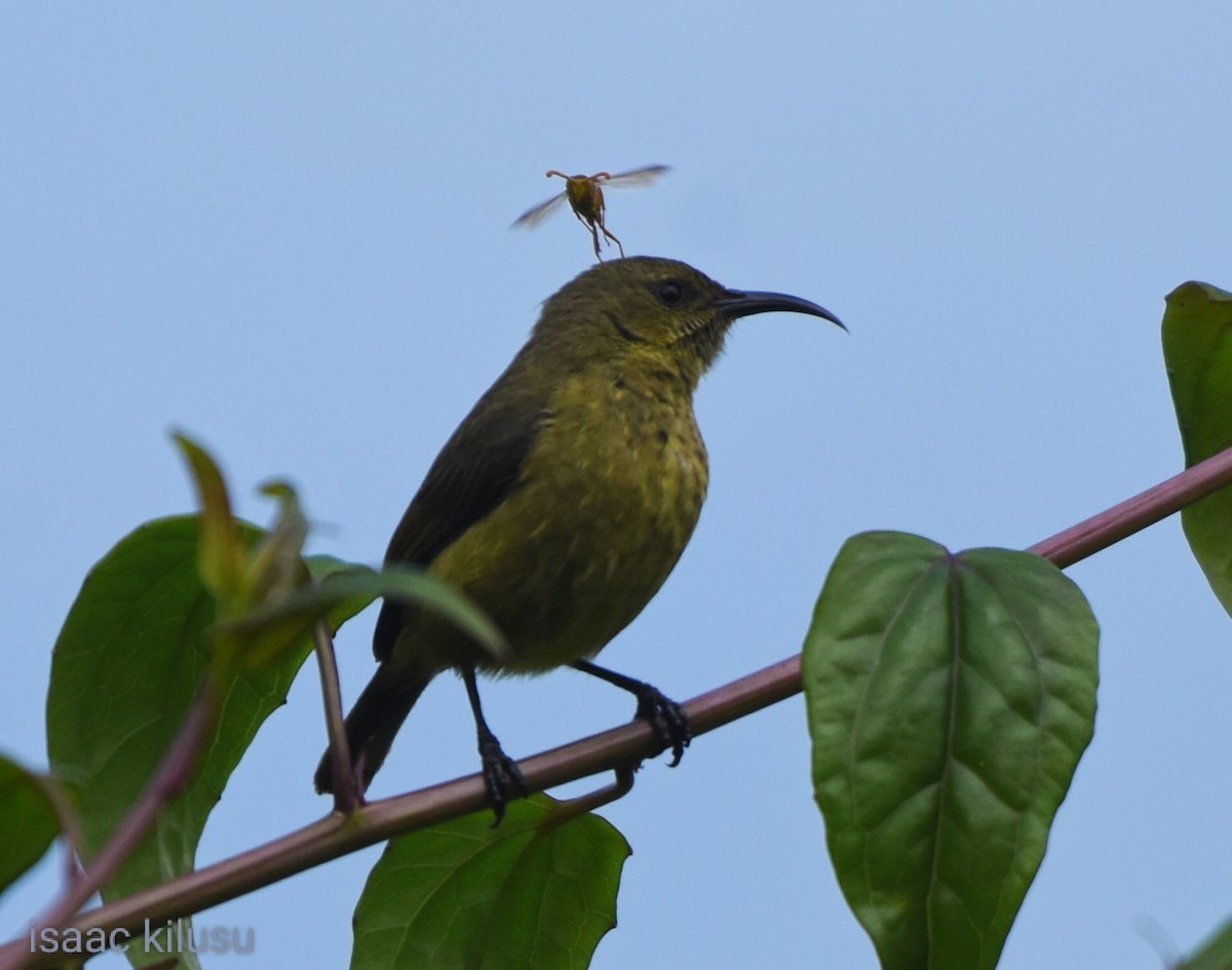Eastern Double-collared Sunbird - isaac kilusu