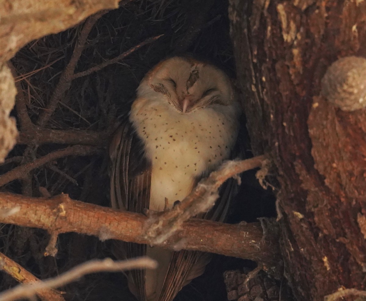 Barn Owl - Olivares Barraza