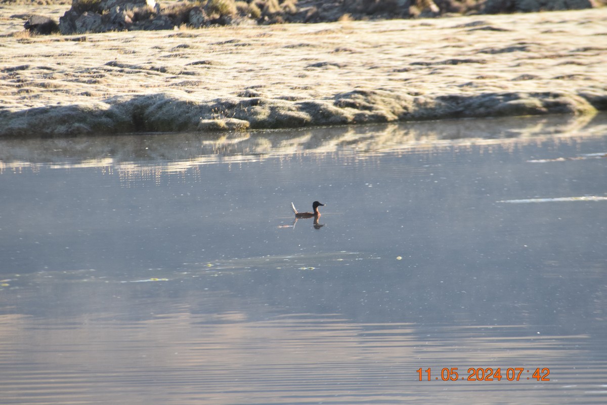 Andean Duck (ferruginea) - ML618964442