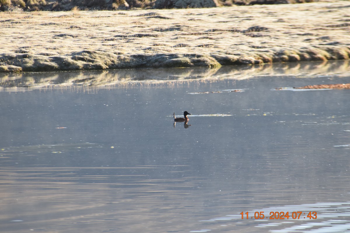 Andean Duck (ferruginea) - ML618964445