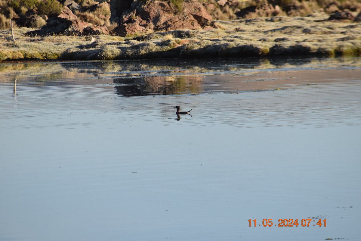 Andean Duck (ferruginea) - ML618964446