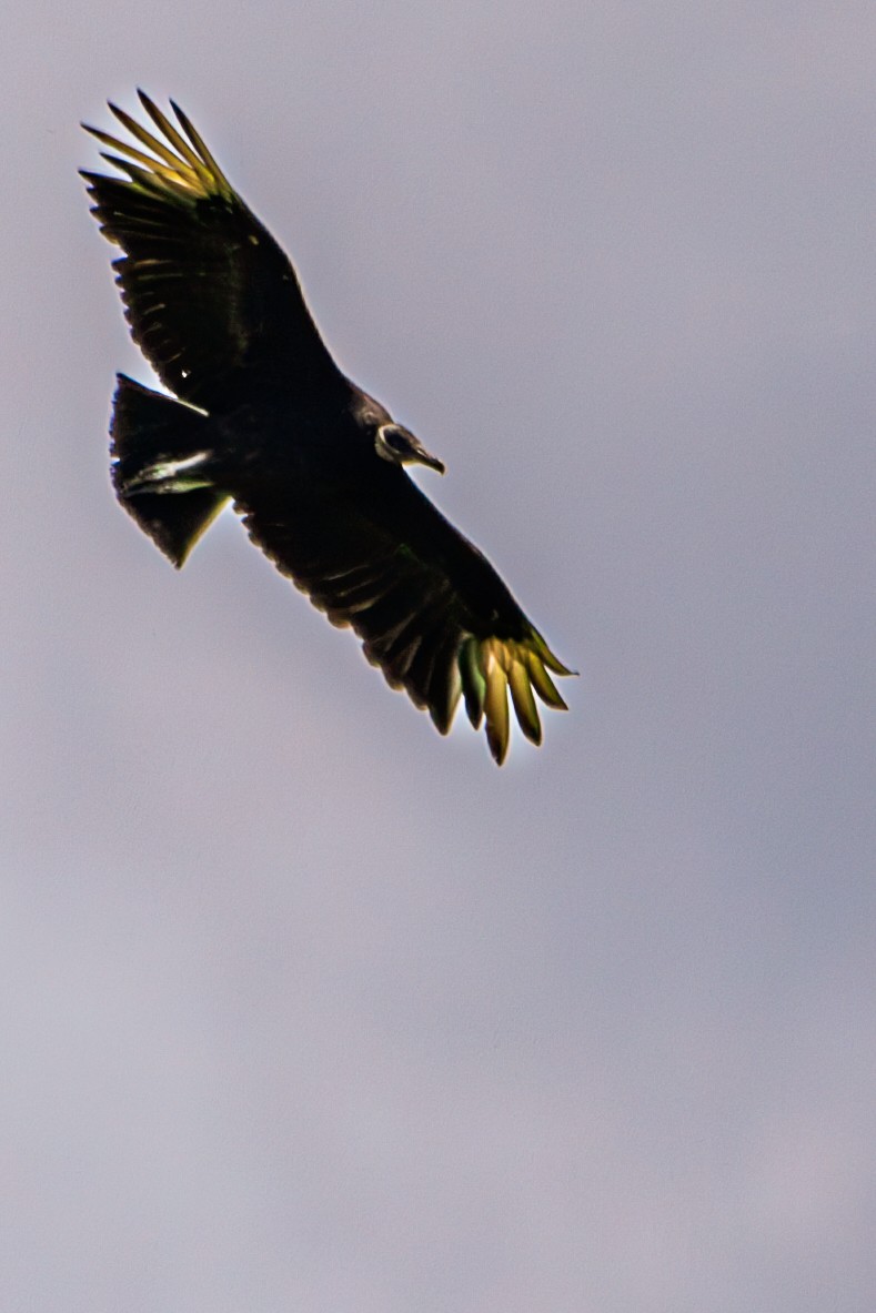 Black Vulture - Allen McGrew
