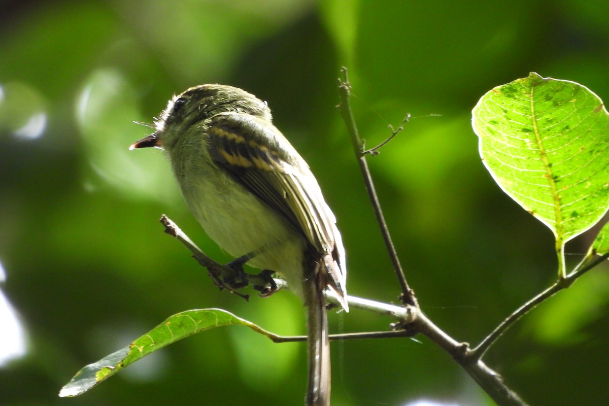 Sepia-capped Flycatcher - ML618964513
