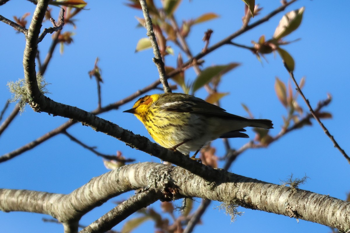 Cape May Warbler - ML618964519