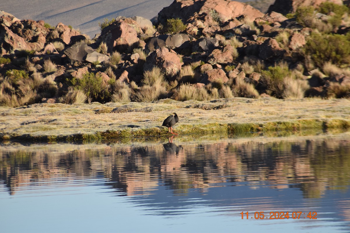 Giant Coot - ML618964526