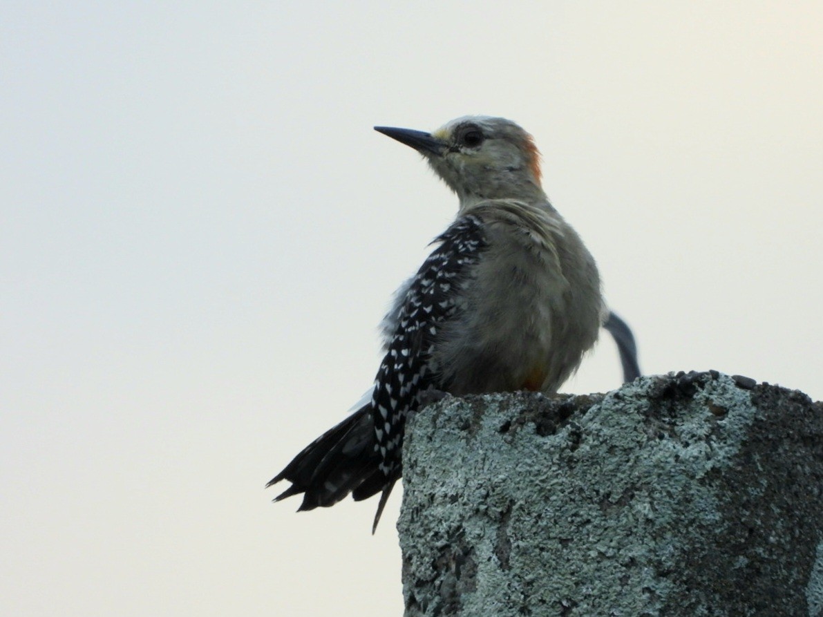 Red-crowned Woodpecker - ML618964529
