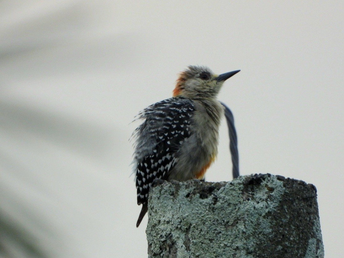 Red-crowned Woodpecker - ML618964530