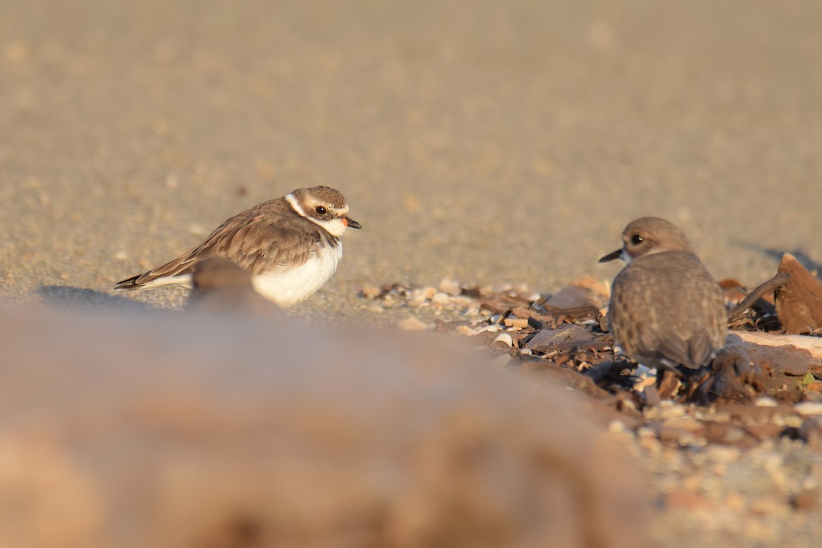 Semipalmated Plover - ML618964535