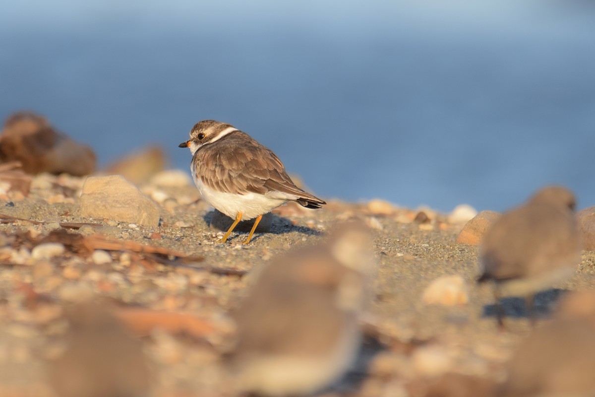 Semipalmated Plover - ML618964536