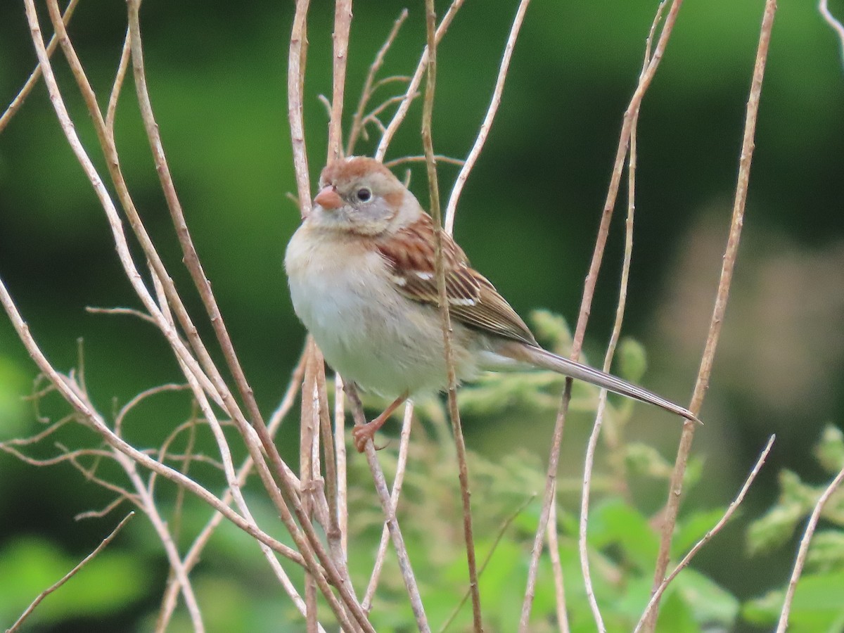 Field Sparrow - Rick Robinson