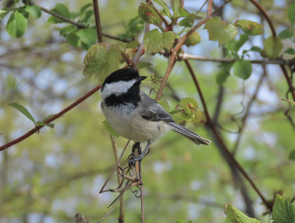 Black-capped Chickadee - Emily Dunning