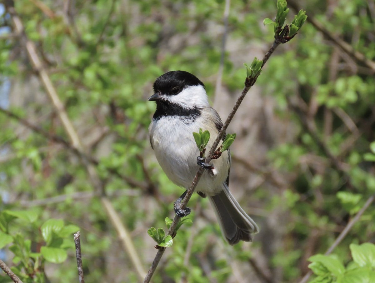 Black-capped Chickadee - Emily Dunning