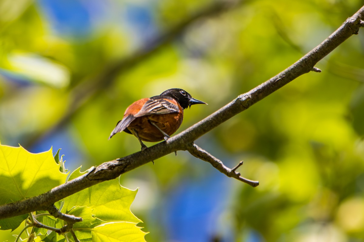 Orchard Oriole - ML618964576