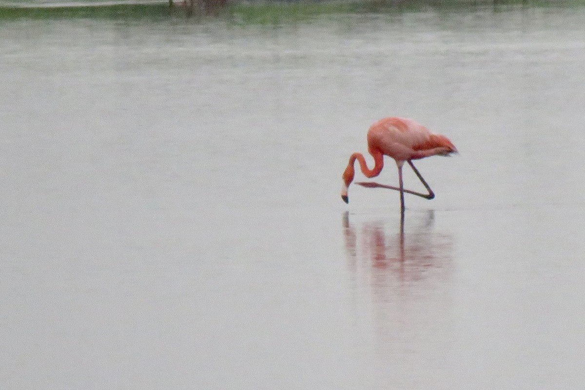 Amerika Flamingosu - ML618964578