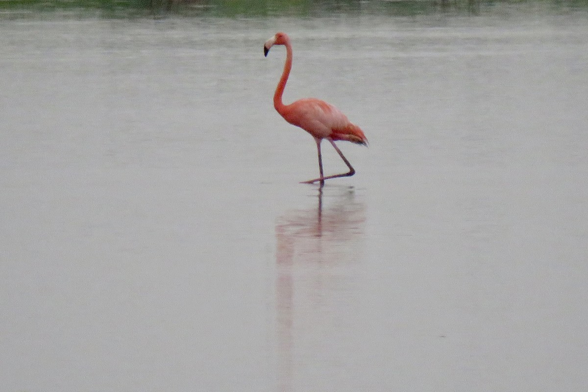 American Flamingo - Nancy Clogston