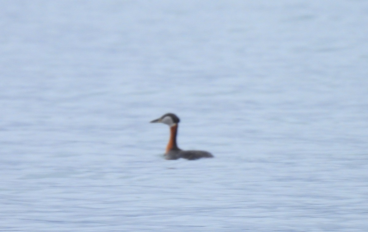 Red-necked Grebe - ML618964605