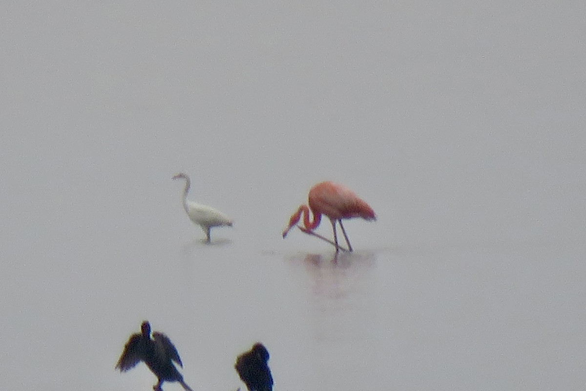 American Flamingo - ML618964616