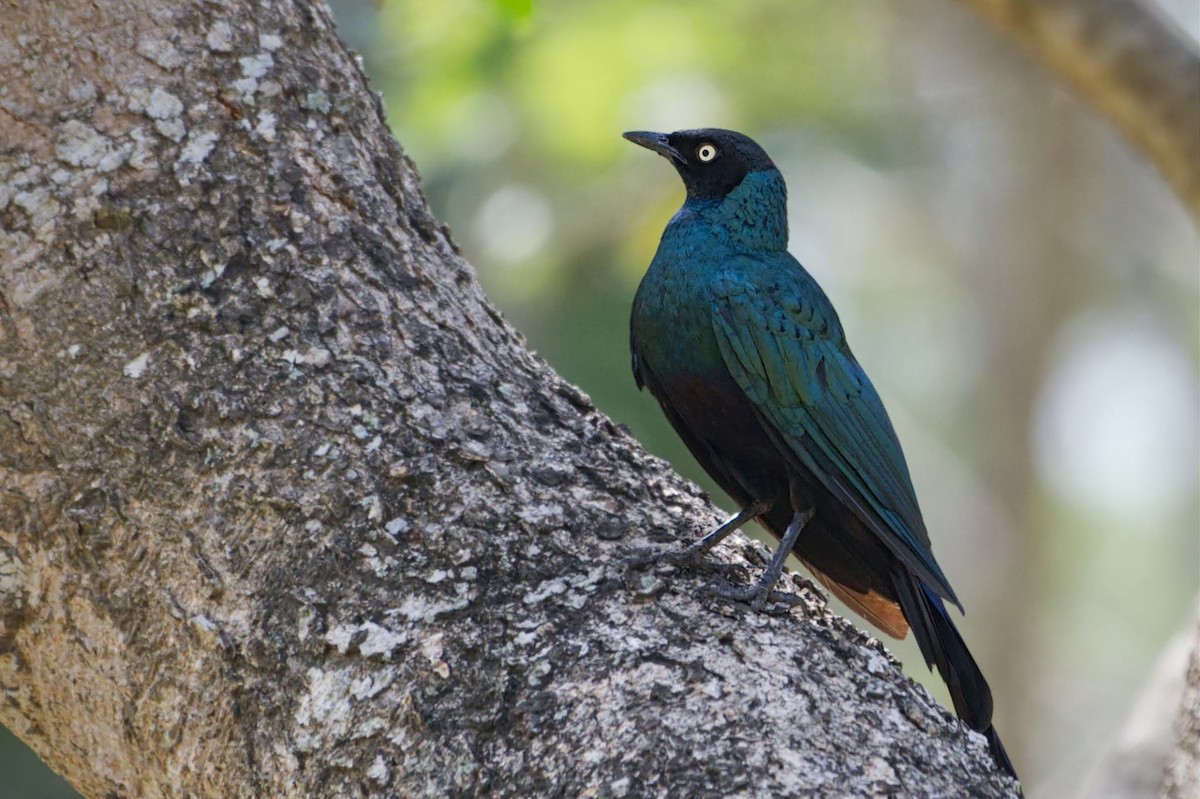 Long-tailed Glossy Starling - ML618964650