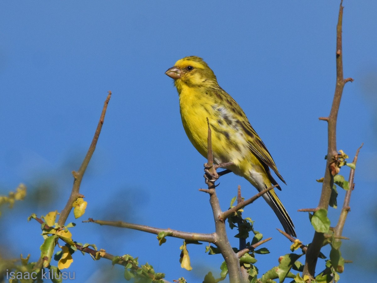 White-bellied Canary - ML618964711