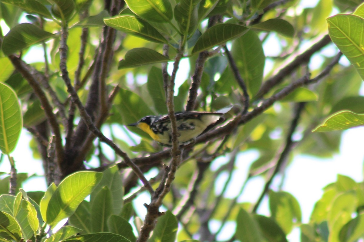 Yellow-throated Warbler - dean garvin