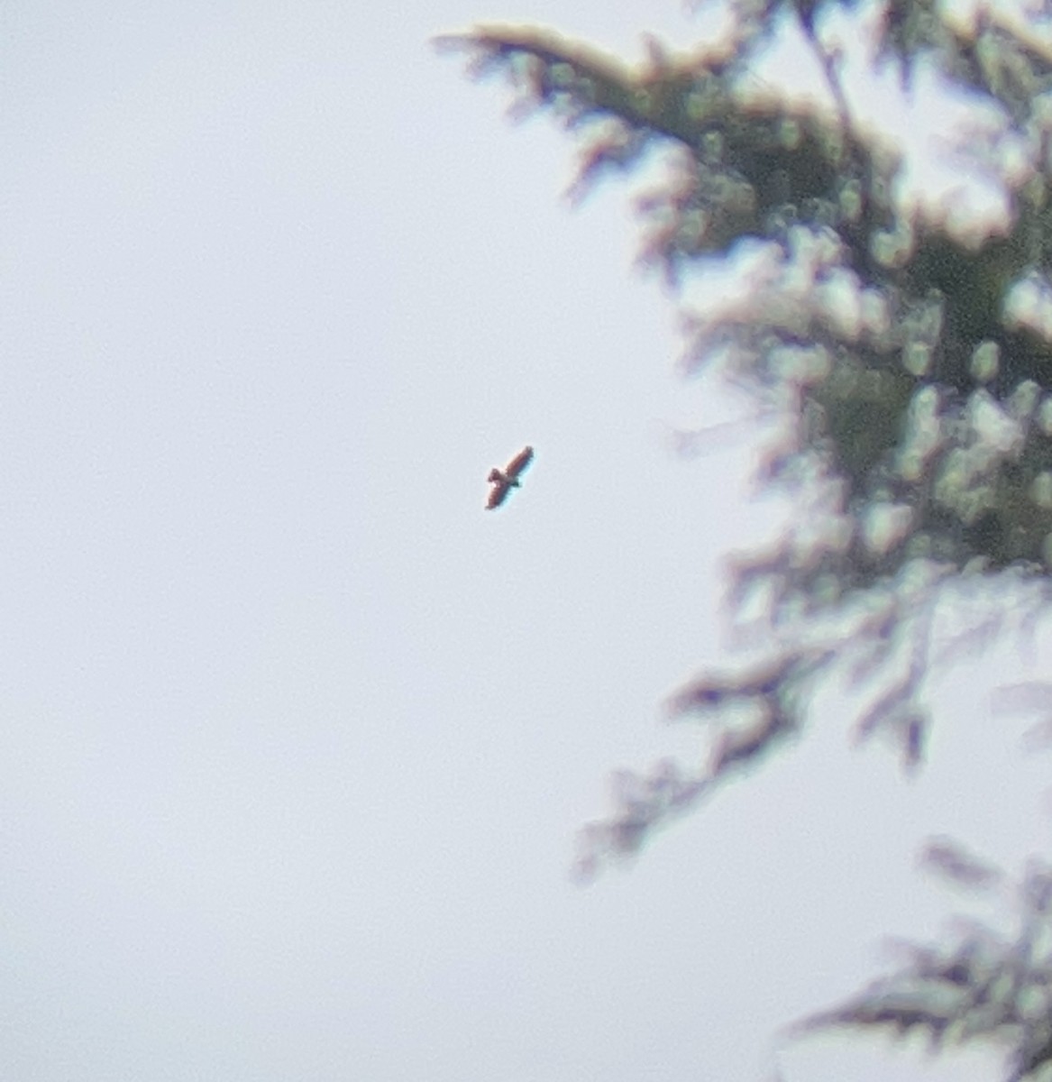 Red-tailed Hawk - John Eskate