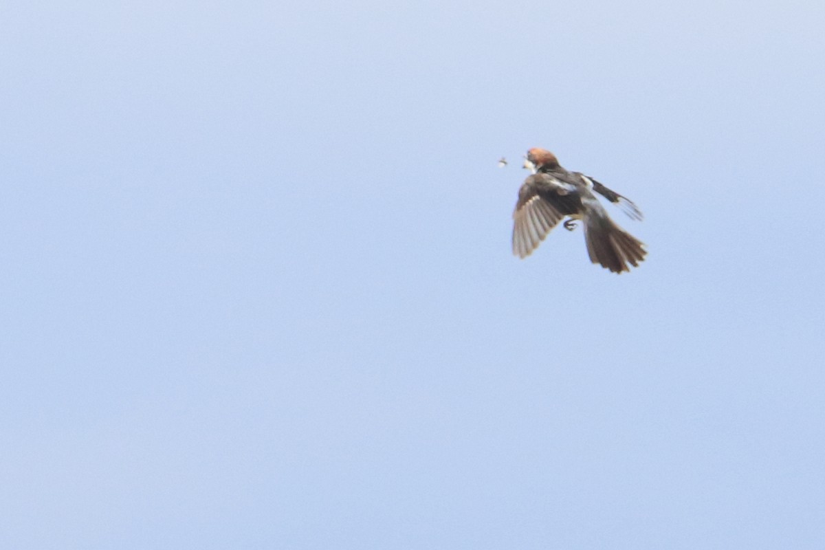 Woodchat Shrike (Balearic) - ML618964738