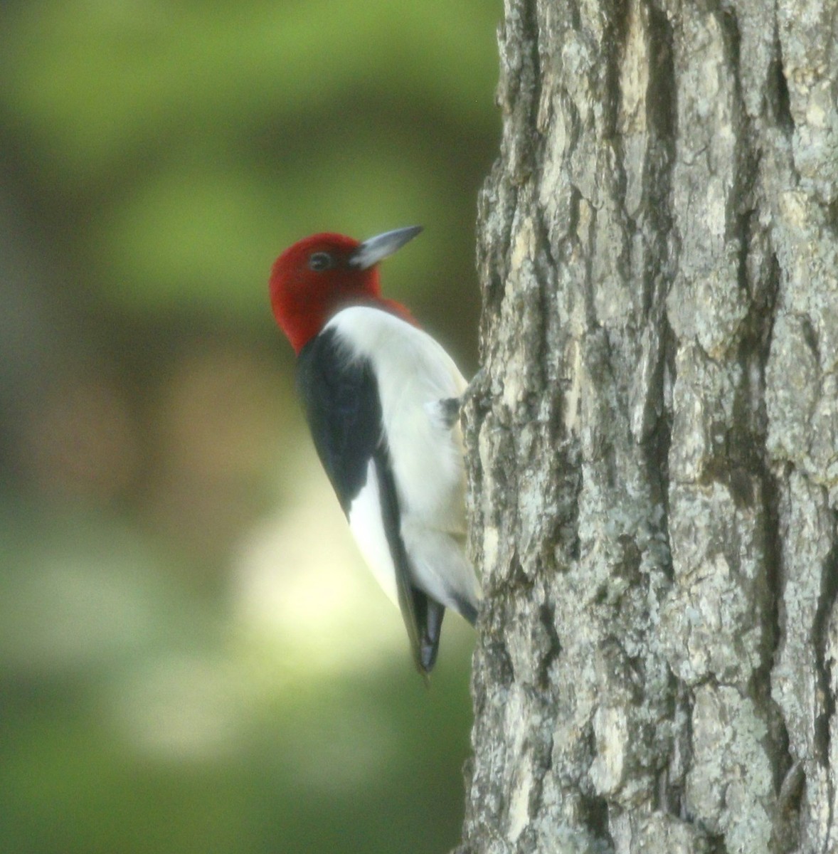 Red-headed Woodpecker - Becky Lutz